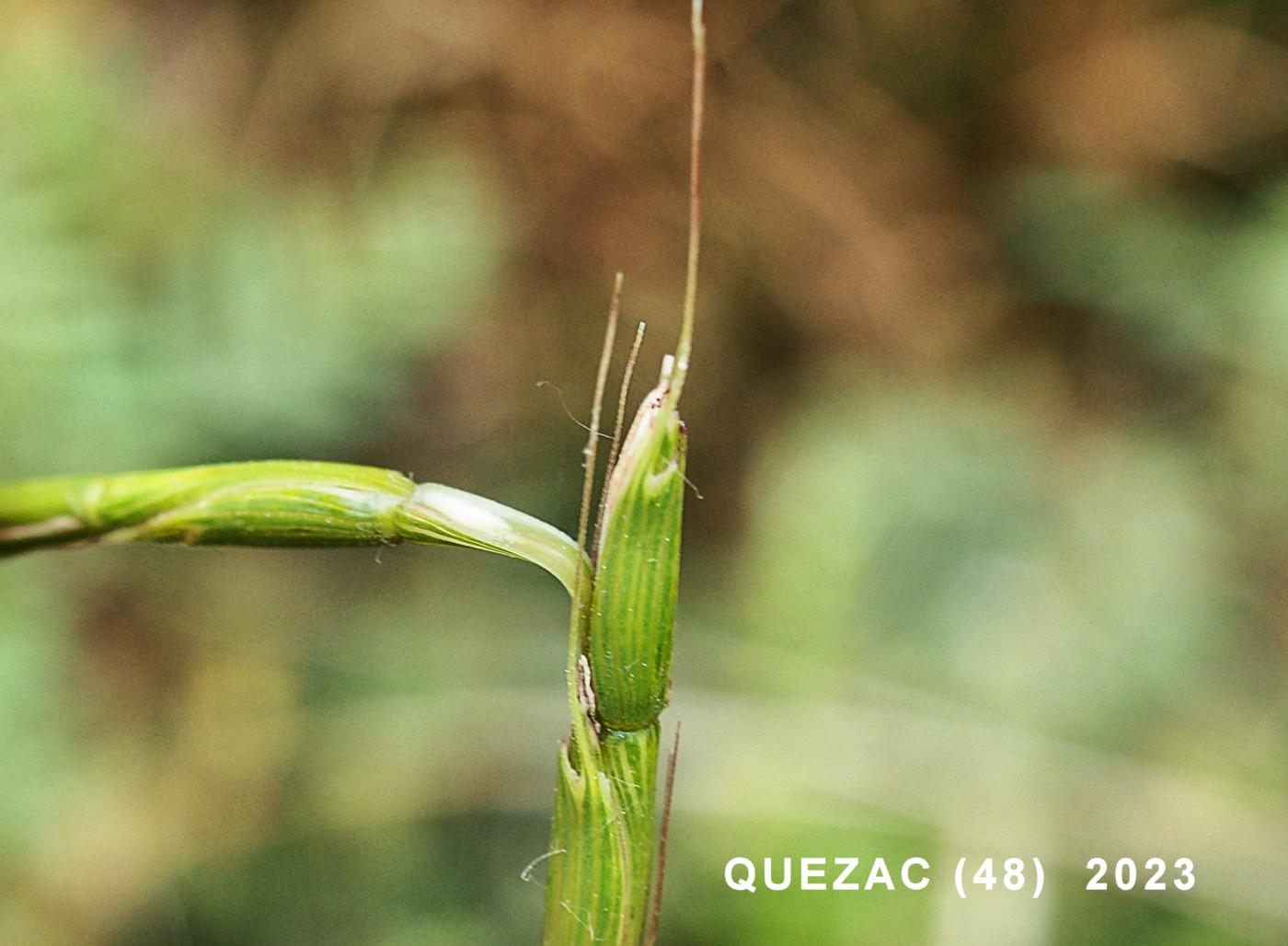 Goat grass, Jointed flower